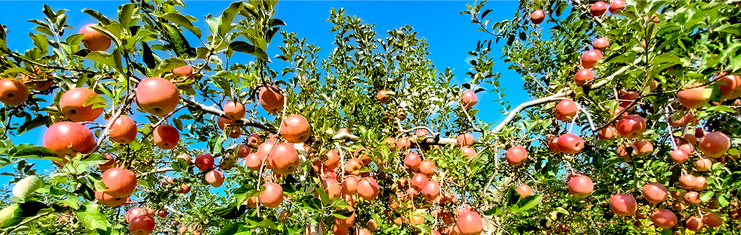 さいきち農園－りんご販売