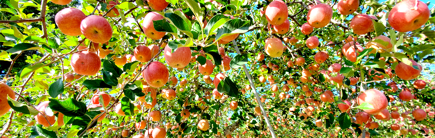 さいきち農園－りんご販売